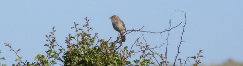 Stiltewandeling