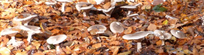 IVN Paddestoelendag...op ontdekkingsreis naar paddestoelen 