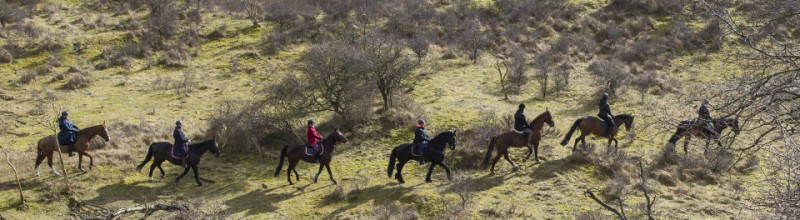 Exclusieve ruitersafari door wisentgebied in Nationaal Park Zuid-Kennemerland