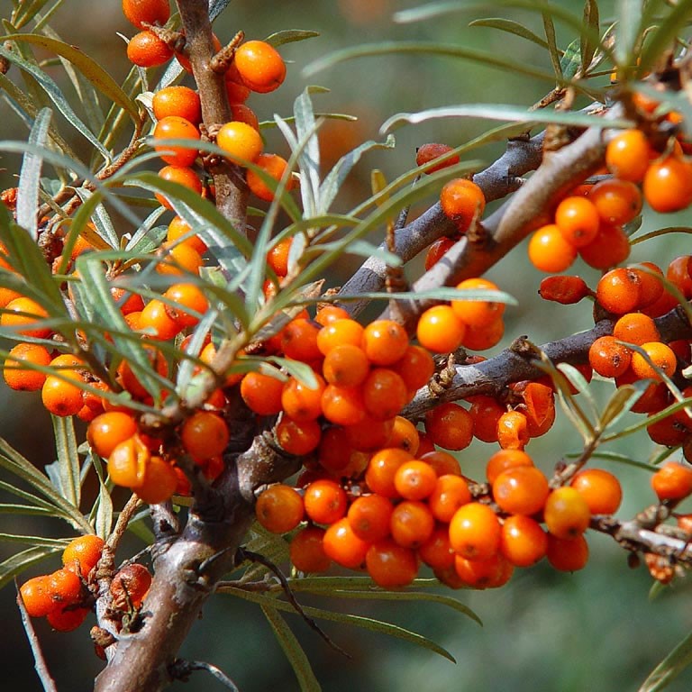 Foto van Superfoods uit het bos - duindoornsap