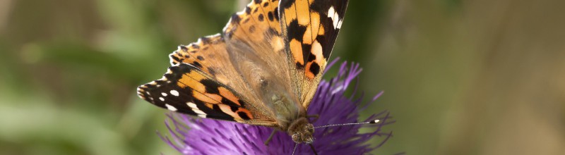 Samenwerking in de natuur