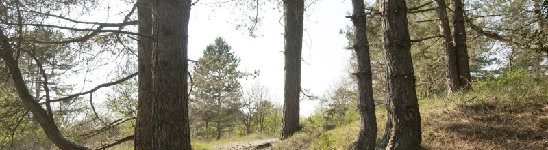 Forest mindfulness