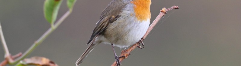 Vogelexcursie voor beginners in Kennemerduinen