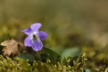 Soortenchallenge NPZK