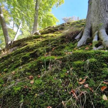 Mossenexcursie Elswout