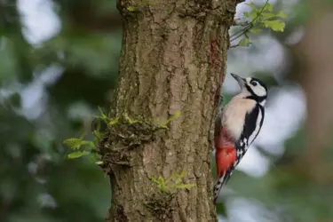 IVN - dierensporen Elswout