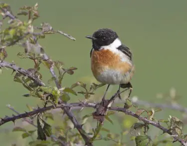 Vogelexcursie Kennemerduinen