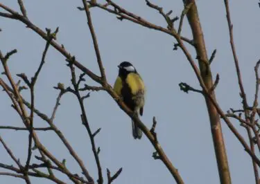 IVN - Vogelzang op Elswout