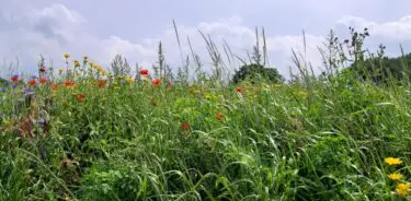 Excursie PWN Kennemerduinen Kruidenwandeling.jpg