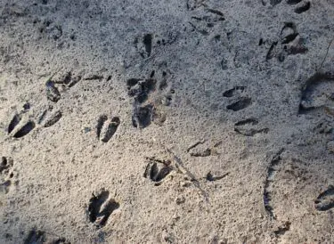 ‘Spoorzoekertje! Doe je mee?’