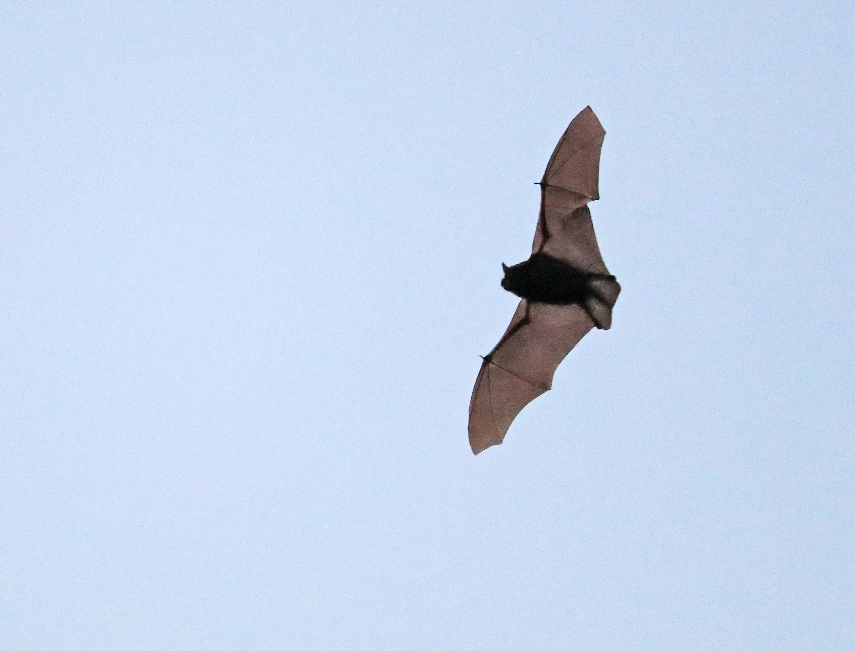 European Bat Night at Elswout